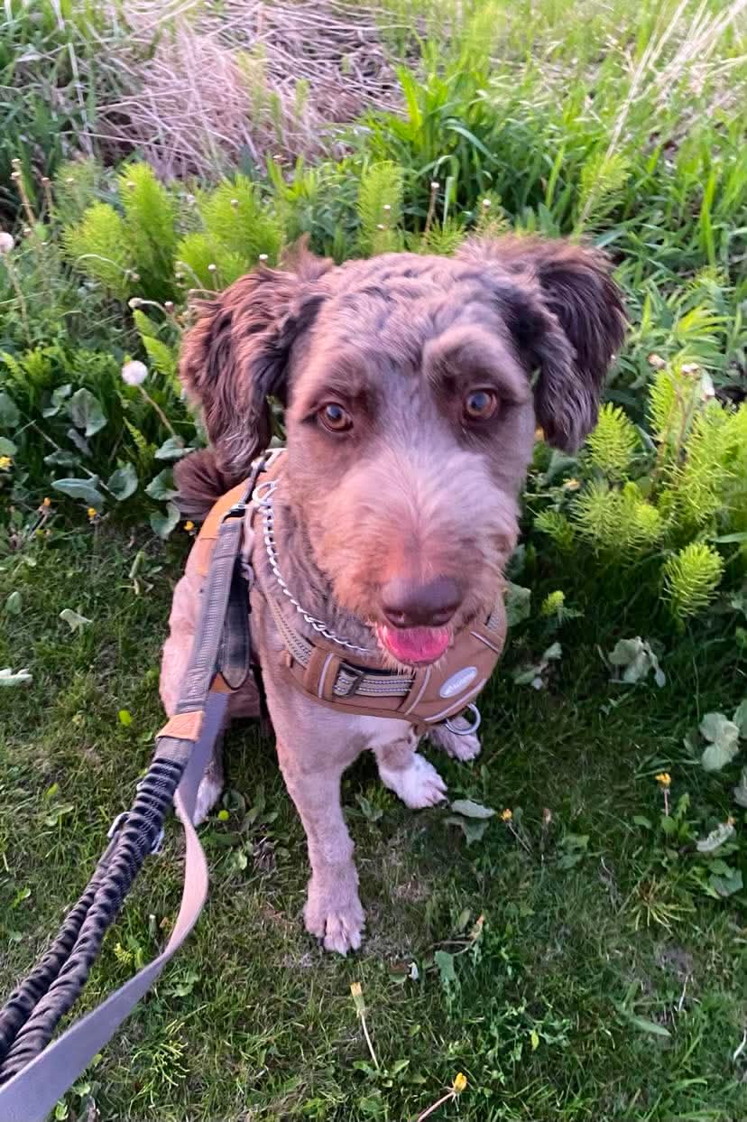 Shylo - Mixed available for adoption at Rocky Road Rescue in Ottawa