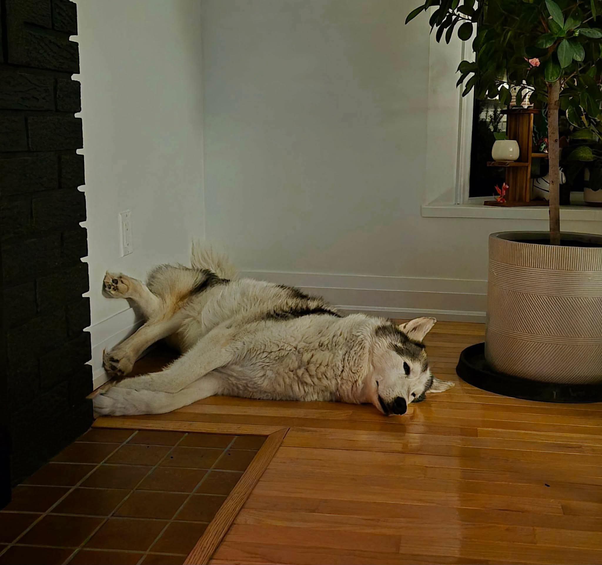 Alaska - Husky Mix available for adoption at Rocky Road Rescue in Ottawa