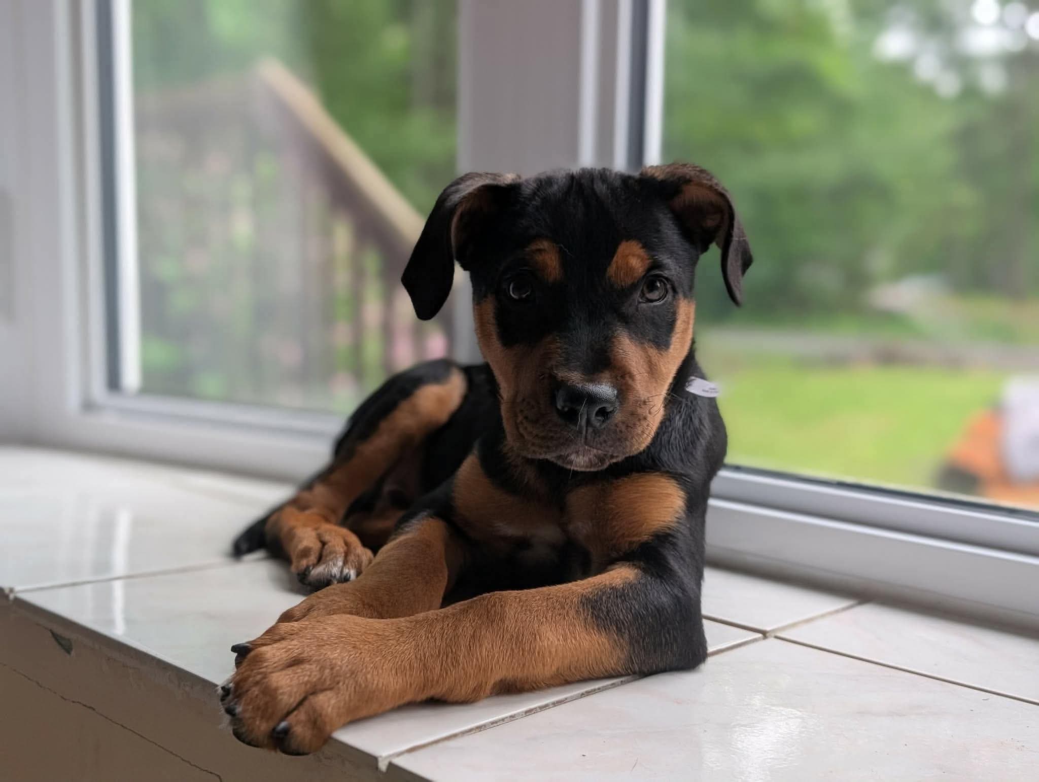 Coop - Rottweiler x Doberman (possible other mixes) available for adoption at Rocky Road Rescue in Ottawa