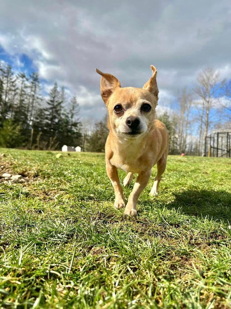 Mr Bear - Chihuahua available for adoption in British Columbia