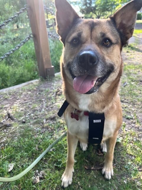 Lexi - German Shepherd Dog available for adoption at North Amity Dog Rescue Society in Victoria