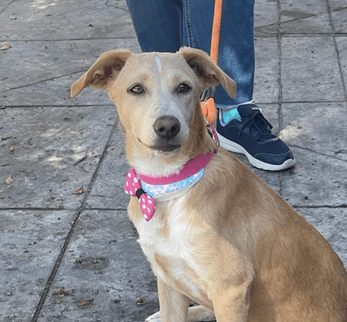 Anna - Labrador Retriever available for adoption at West Coast Paws Dog Rescue in Vancouver