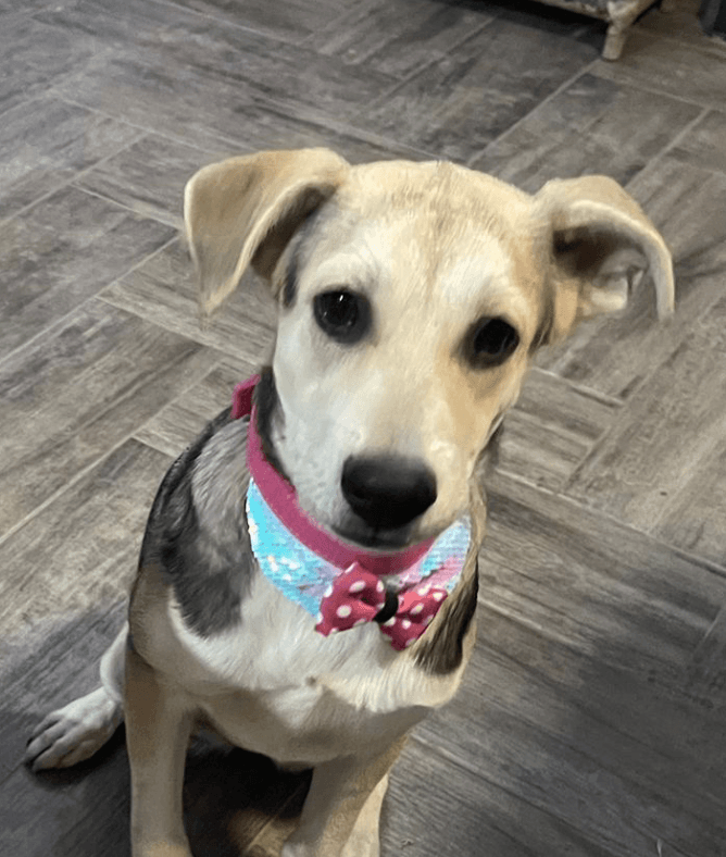 Elsa - Labrador Retriever available for adoption at West Coast Paws Dog Rescue in Vancouver