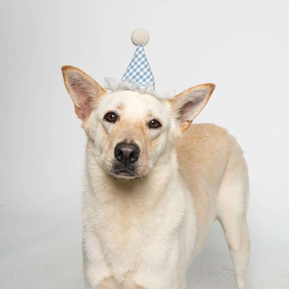 Honey - Jindo / White German Shepherd available for adoption at West Coast Paws Dog Rescue in Vancouver