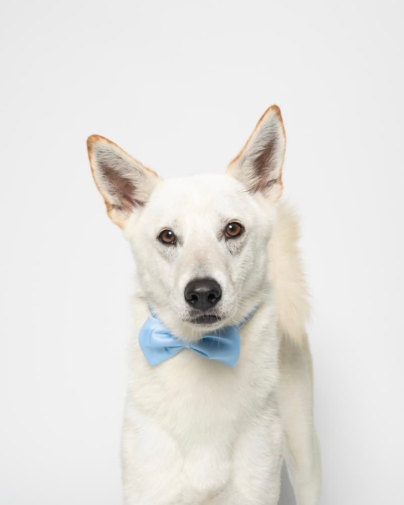 Silvie - Jindo / White German Shepherd available for adoption at West Coast Paws Dog Rescue in Vancouver