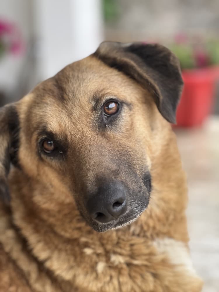 Meerkat - Anatolian Shepherd available for adoption at Loved at Last Dog Rescue in Vancouver