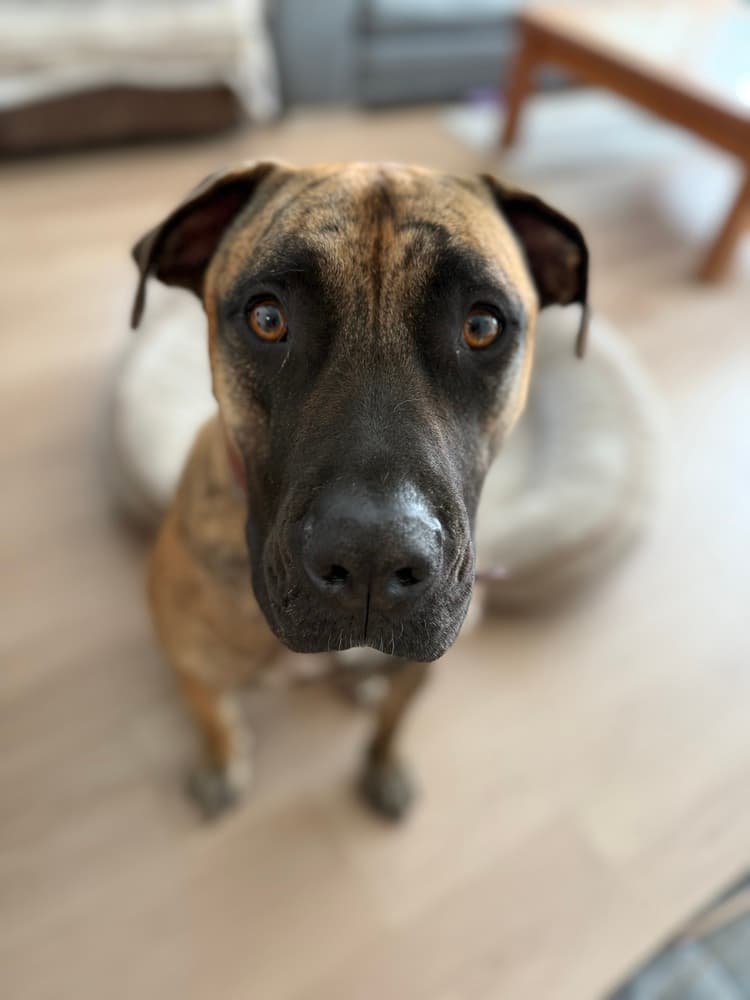 Kaida - Presa Canario available for adoption at Loved at Last Dog Rescue in British Columbia