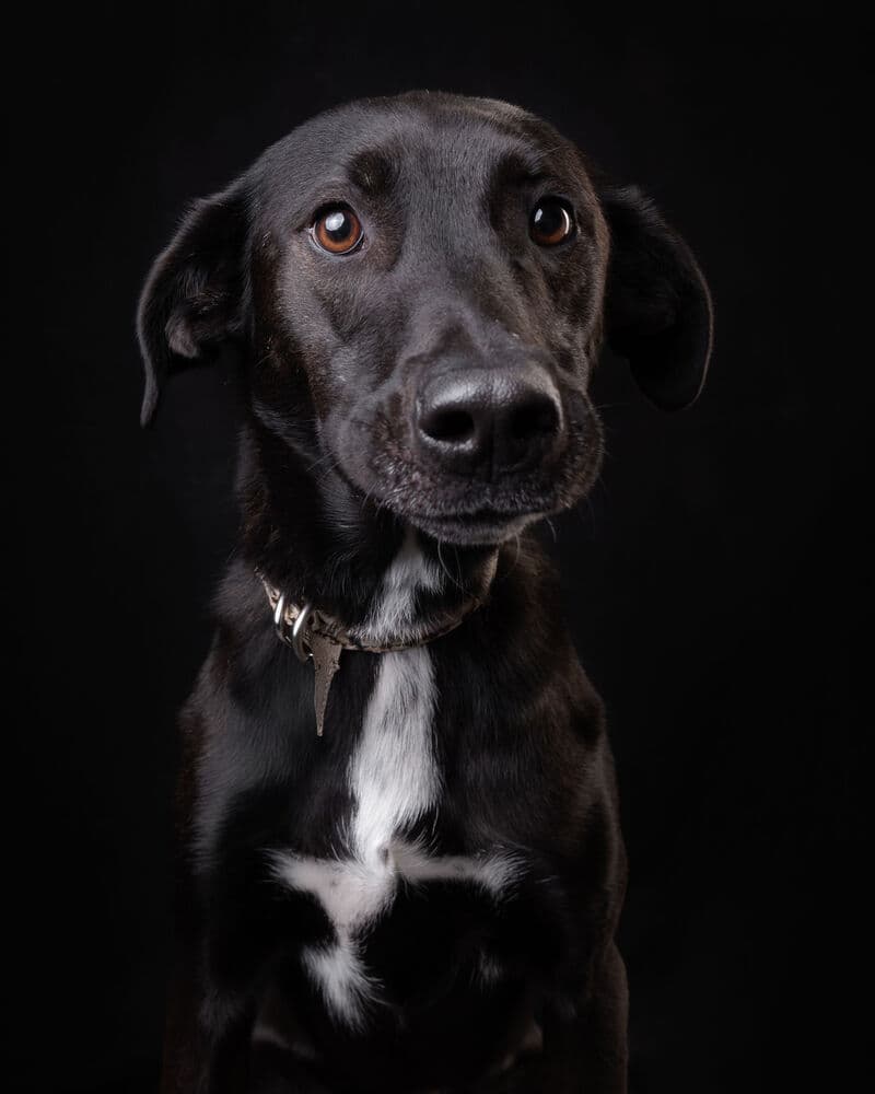 Rizzo - Shepherd (Unknown Type) / Labrador Retriever available for adoption at West Coast Paws Dog Rescue in Vancouver