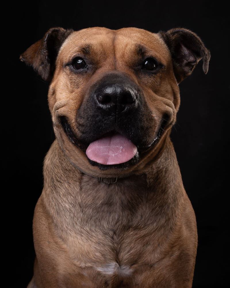 Lucky - Pit Bull Terrier / Shar Pei available for adoption at West Coast Paws Dog Rescue in Vancouver