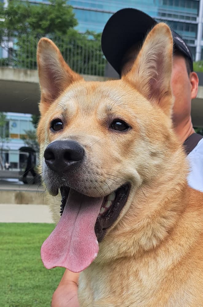 Woody - Jindo available for adoption at Loved at Last Dog Rescue in British Columbia
