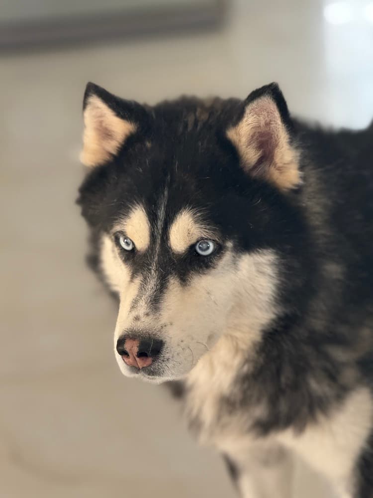 Hani - Siberian Husky available for adoption at Loved at Last Dog Rescue in British Columbia