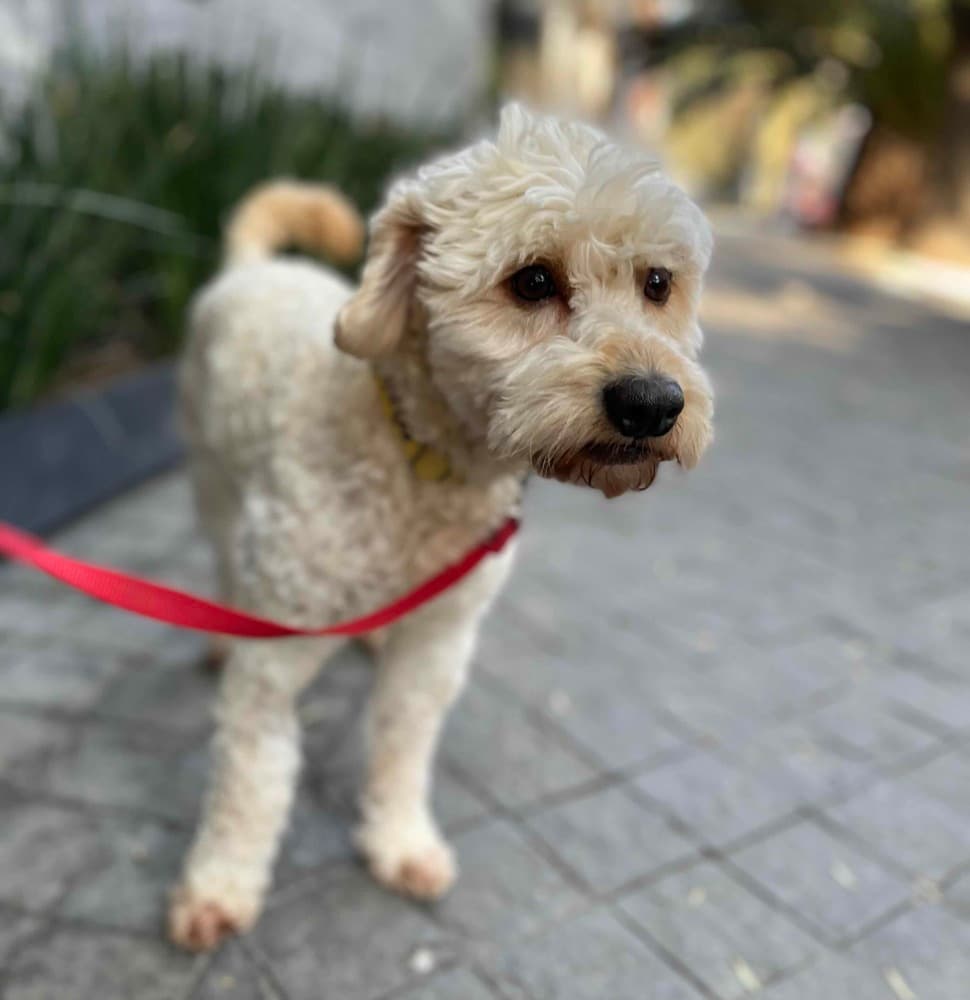 Popeye - Poodle (Miniature) available for adoption at West Coast Paws Dog Rescue in Vancouver