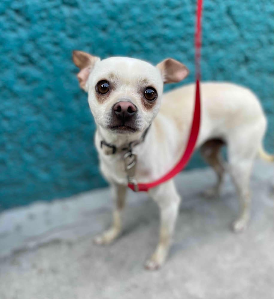 Moy - Chihuahua available for adoption in British Columbia