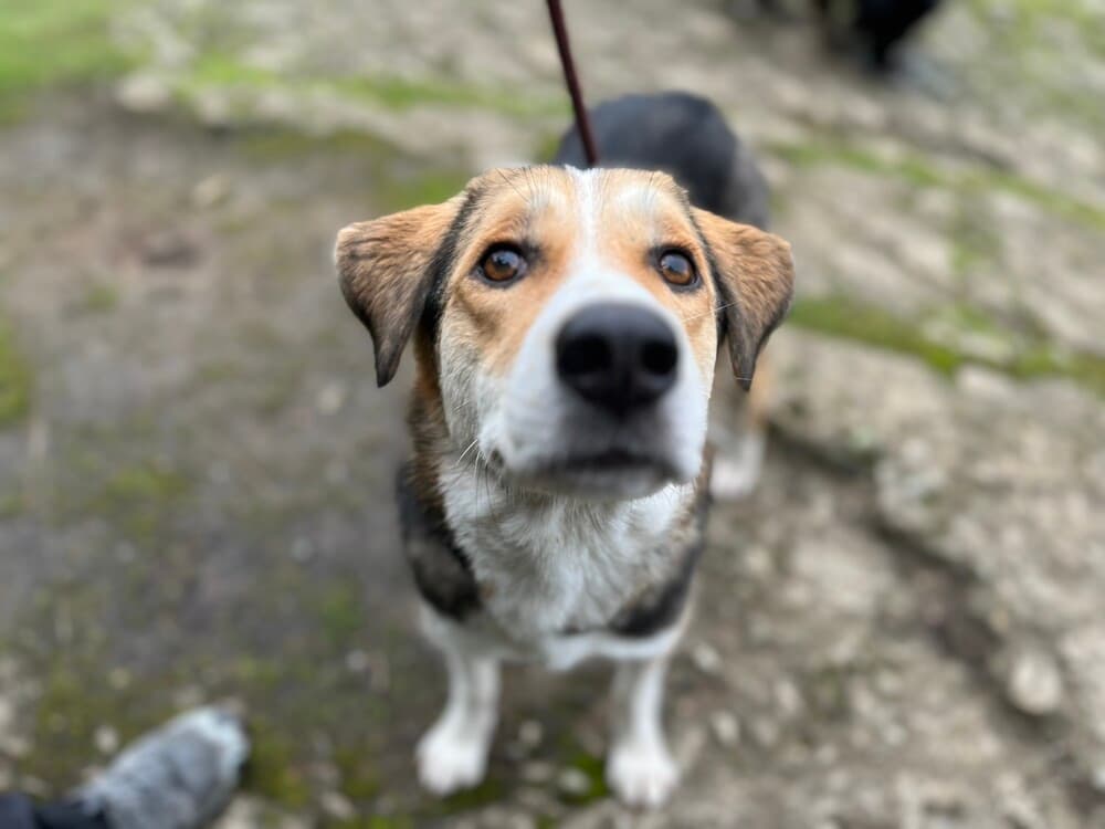 Chanel - Beagle / Husky available for adoption at Loved at Last Dog Rescue in British Columbia