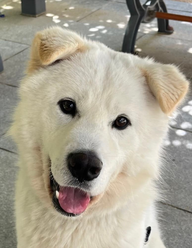 Milk Tea - Jindo available for adoption at Loved at Last Dog Rescue in British Columbia