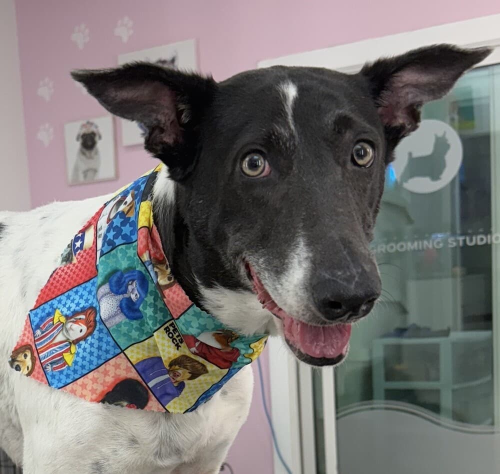 Loba - Australian Cattle Dog / Greyhound available for adoption at Loved at Last Dog Rescue in Vancouver