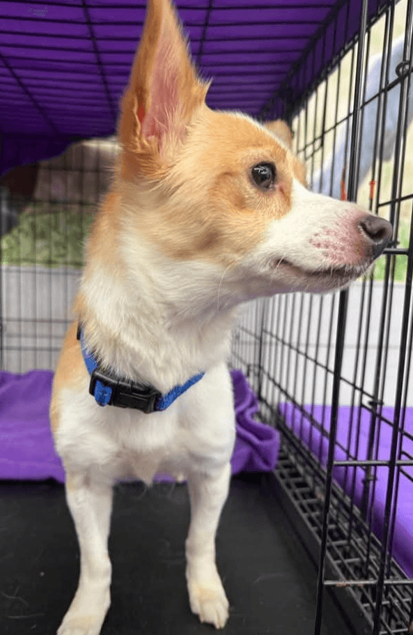 Wanda - Chihuahua available for adoption in Calgary