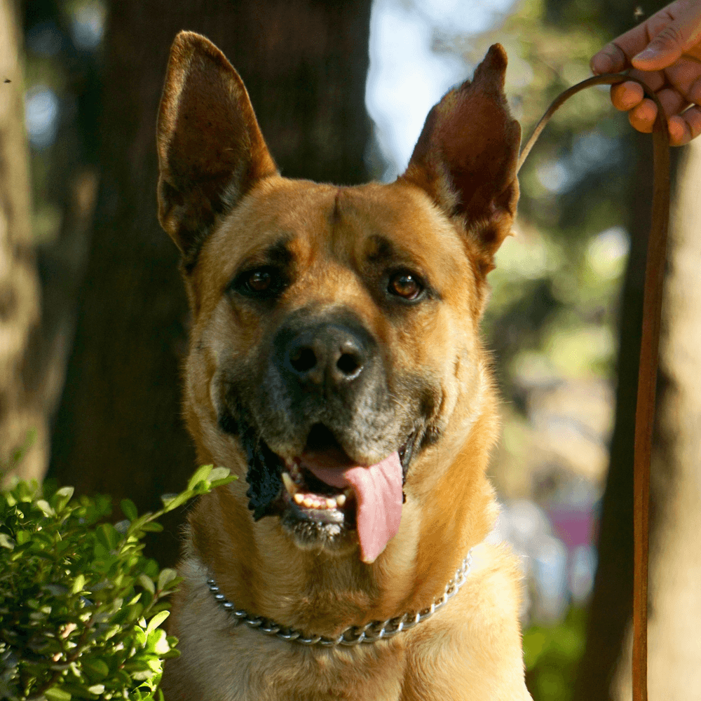 Franco - Shepherd (Unknown Type) / Great Dane available for adoption in British Columbia