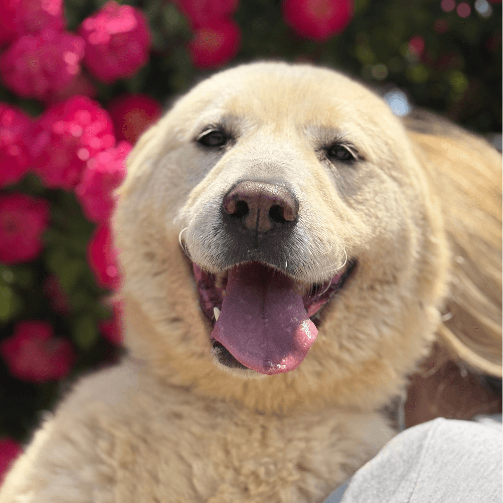 Edan - Jindo / Great Pyrenees available for adoption in British Columbia