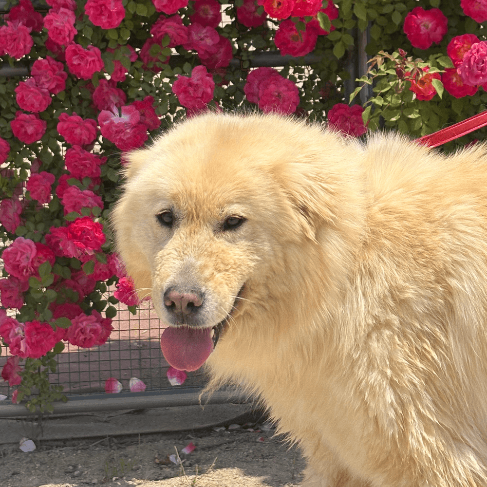 Isla - Jindo / Great Pyrenees available for adoption at West Coast Paws Dog Rescue in Vancouver
