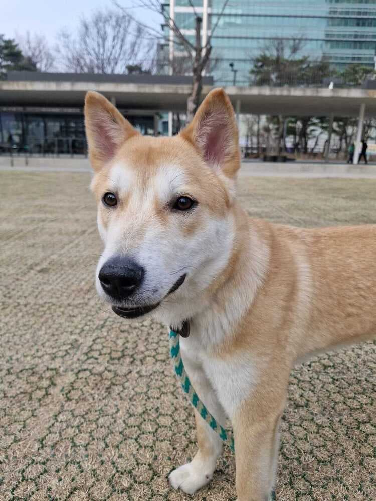 Whisky - Jindo available for adoption at Loved at Last Dog Rescue in British Columbia