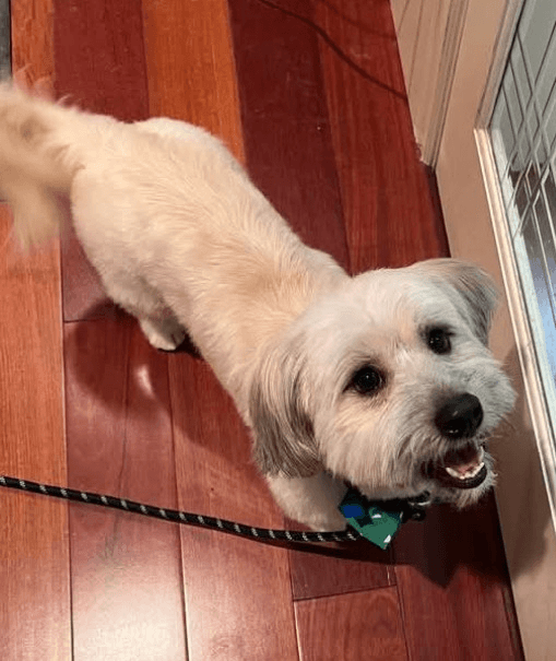 Nate - Terrier (Unknown Type, Medium) / Mixed Breed available for adoption in British Columbia