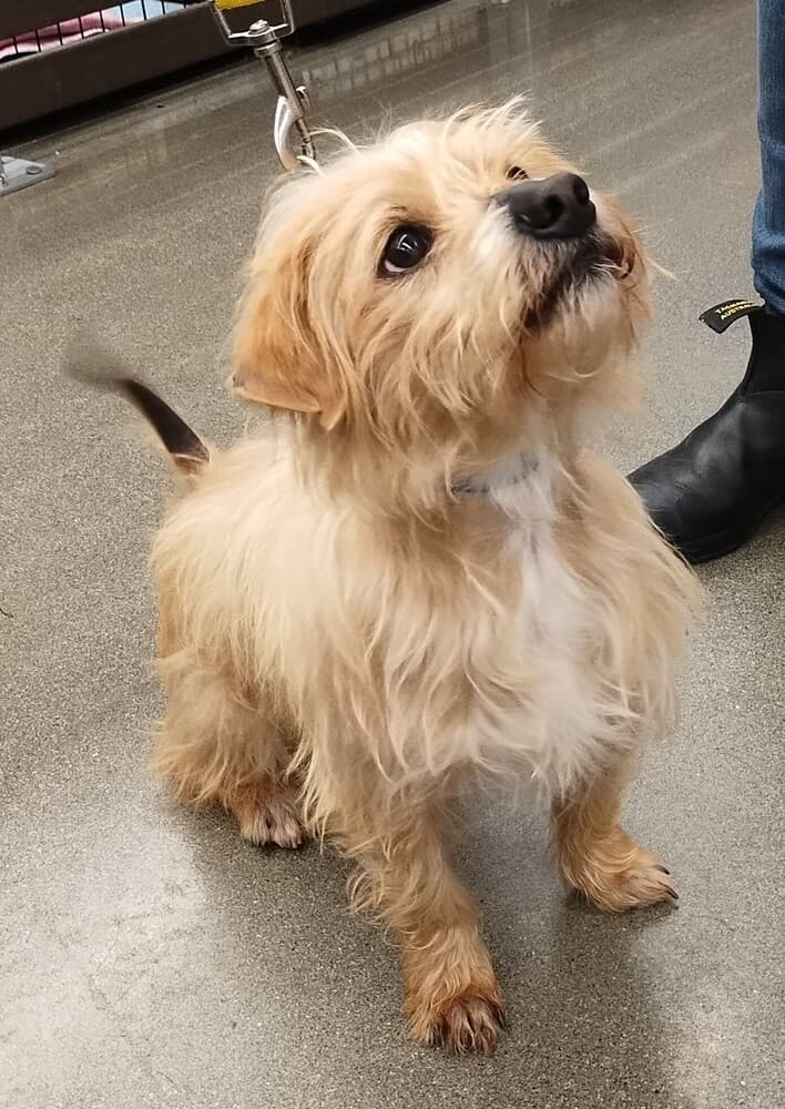 Ryder - Yorkie, Yorkshire Terrie / Mixed Breed available for adoption in Calgary