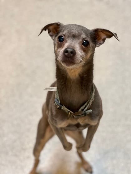 Stuart - Chihuahua available for adoption in Calgary