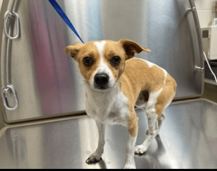 Nugget - Chihuahua / Mixed Breed available for adoption in British Columbia