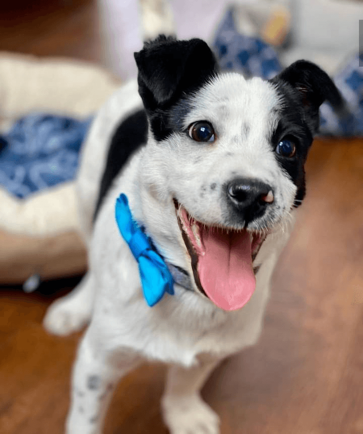 Nemo - Border Collie / Mixed Breed available for adoption in Calgary