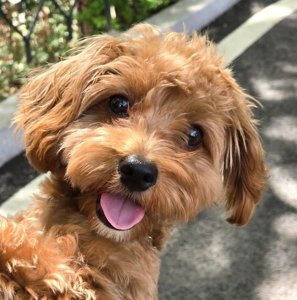 Freesia - Miniature Poodle available for adoption at Loved at Last Dog Rescue in British Columbia