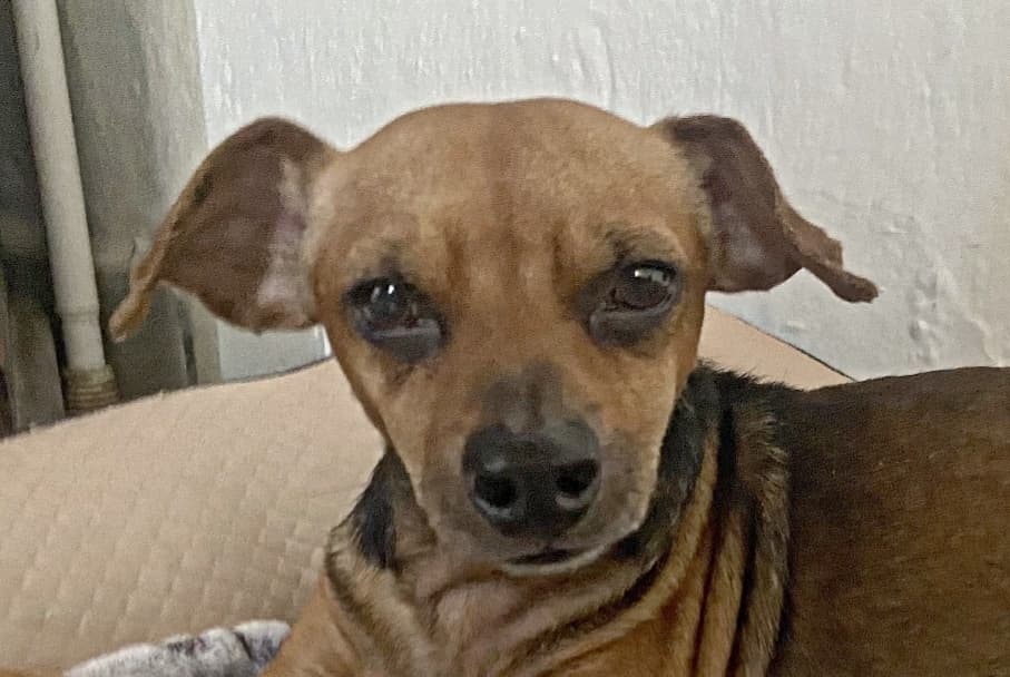 Peanuts - Dachshund / Chihuahua available for adoption at Loved at Last Dog Rescue in British Columbia