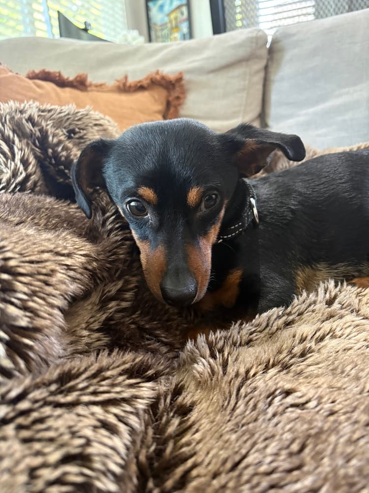 Rupert - Dachshund available for adoption at Loved at Last Dog Rescue in British Columbia