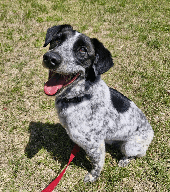 Jacob - Border Collie / Pointer available for adoption at Loved at Last Dog Rescue in British Columbia