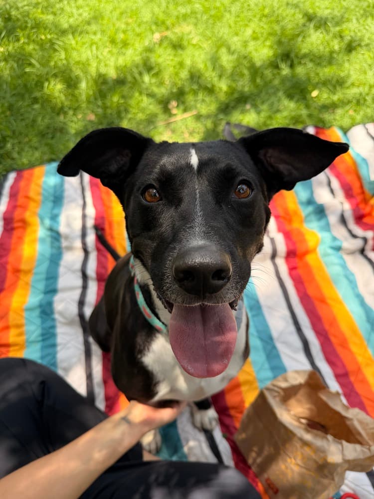 Kai - Labrador Retriever available for adoption at West Coast Paws Dog Rescue in Vancouver