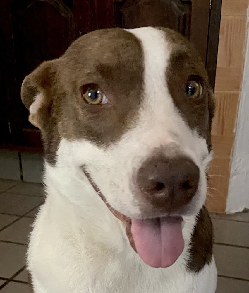 Axel - Catahoula Leopard Dog / Australian Cattle Dog available for adoption at Loved at Last Dog Rescue in Vancouver