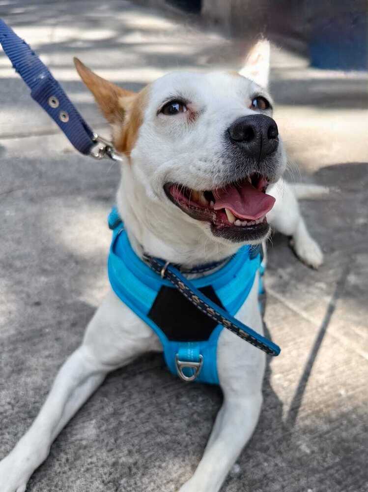 Jenny - Jack Russell Terrier / Chihuahua available for adoption at West Coast Paws Dog Rescue in Vancouver