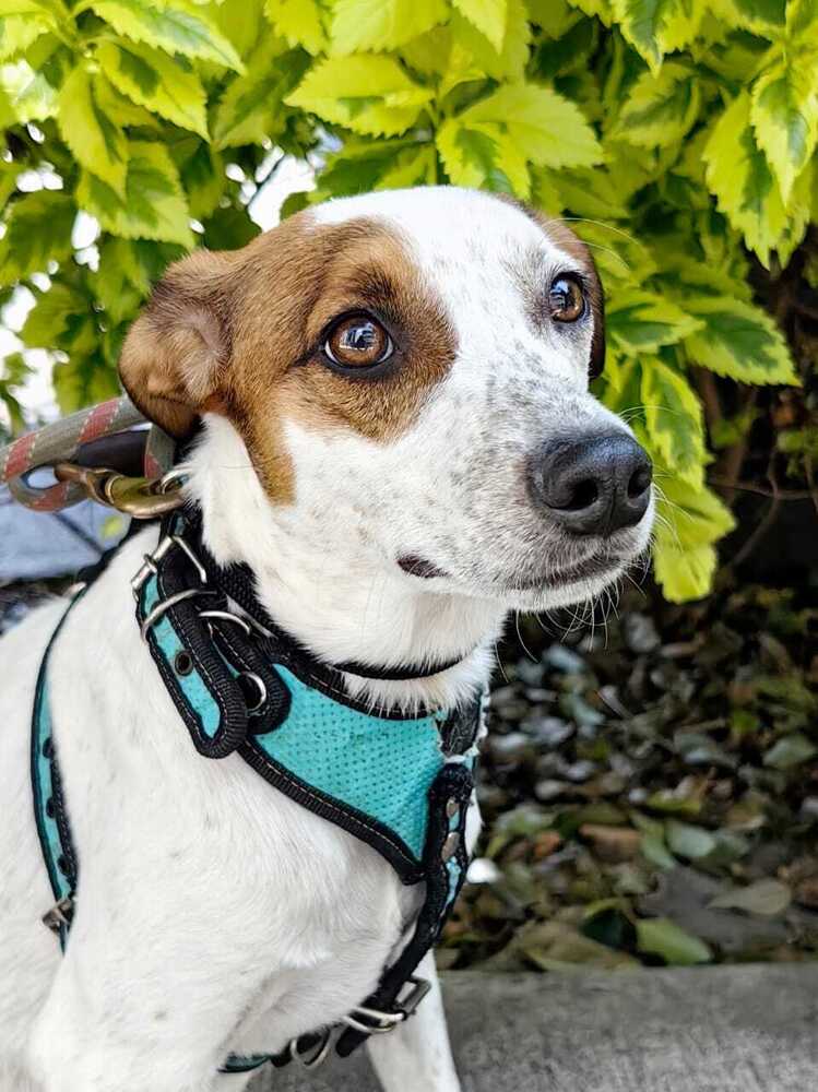 Erick - Jack Russell Terrier / Chihuahua available for adoption at West Coast Paws Dog Rescue in Vancouver