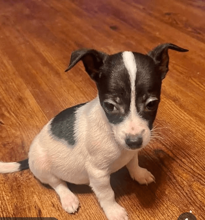 Ollie - Chihuahua / Terrier (Unknown Type, Small) available for adoption in British Columbia