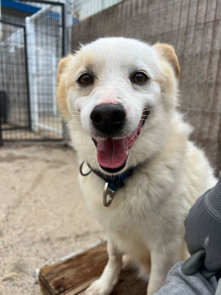 Roha - Australian Cattle Dog / Jindo available for adoption at West Coast Paws Dog Rescue in Vancouver