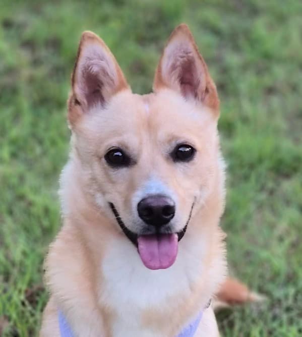 Timber - Jindo / Spitz (Unknown Type, Small) available for adoption at Loved at Last Dog Rescue in Vancouver