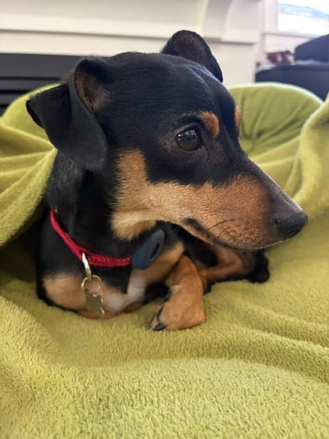 Stanley - Dachshund available for adoption