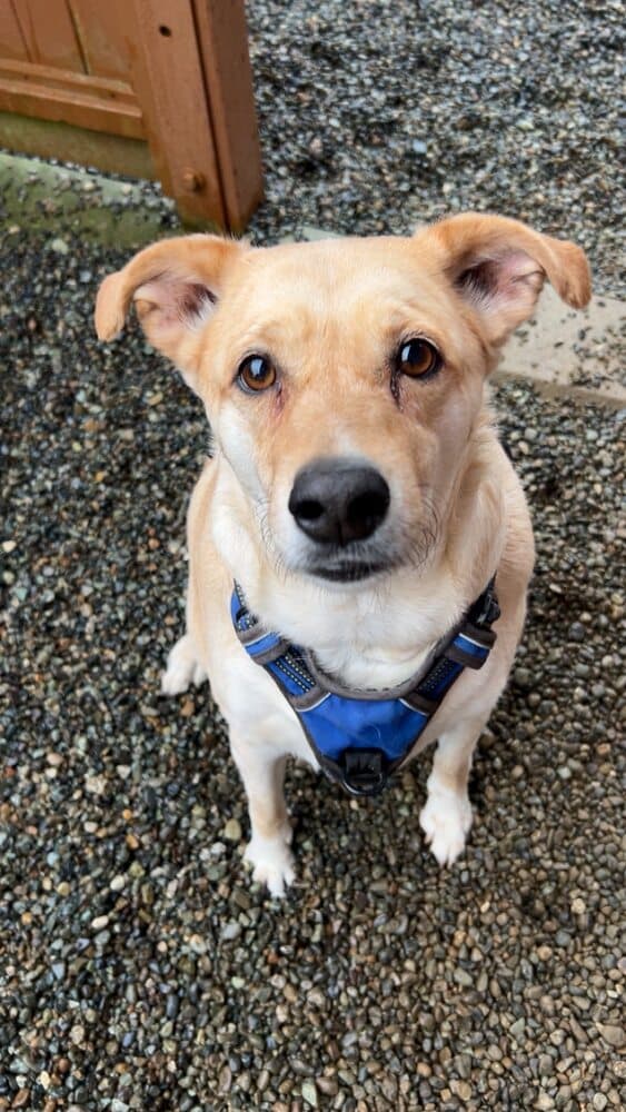 Harvee - Labrador Retriever available for adoption at North Amity Dog Rescue Society in Victoria