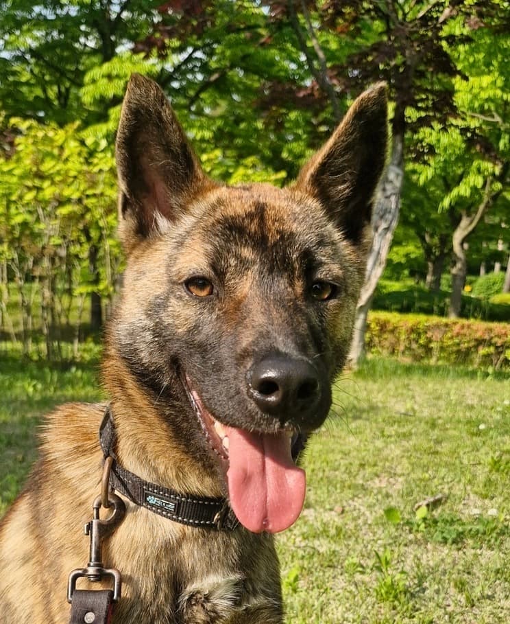 Weasley - Jindo available for adoption