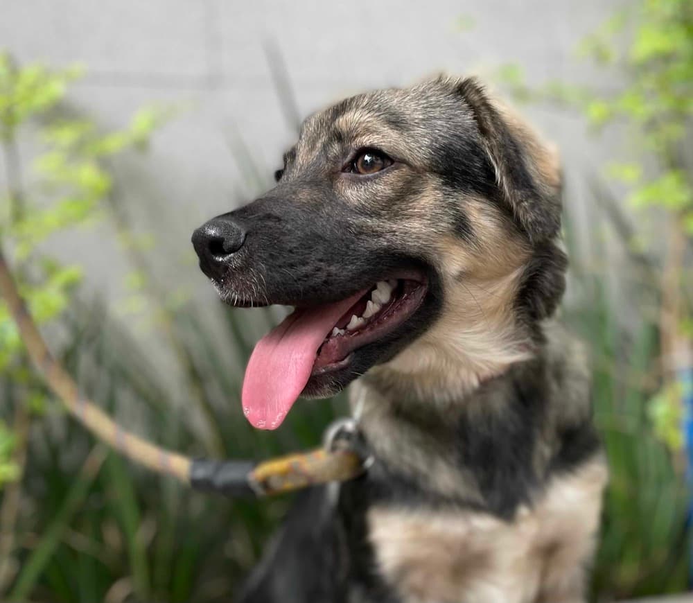 Bruna - Shepherd (Unknown Type) available for adoption at West Coast Paws Dog Rescue in Vancouver