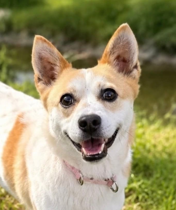 Jeff - Jindo / Welsh Corgi available for adoption at Loved at Last Dog Rescue in Vancouver