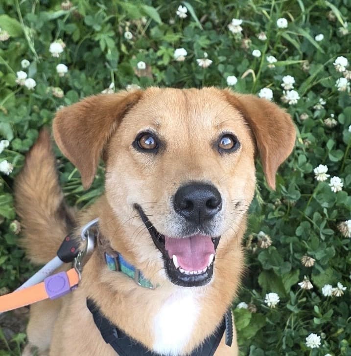 Sunflower - Jindo available for adoption at Loved at Last Dog Rescue in Vancouver
