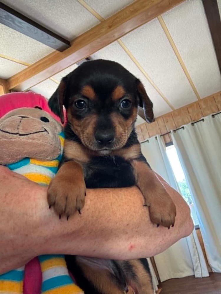 Rollo - Mixed Breed available for adoption at Embrace a Discarded Animal Society in Vancouver