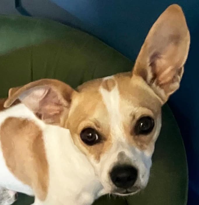 Spot - Chihuahua / Terriers (Small) available for adoption at Loved at Last Dog Rescue in Vancouver