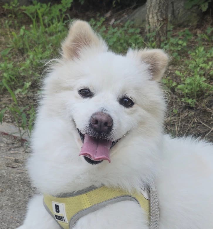Gelato - Spitz (Unknown Type, Small) available for adoption at Loved at Last Dog Rescue in Vancouver